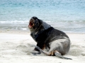 New Zealand Sea Lion
