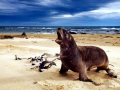 New Zealand Sea Lion