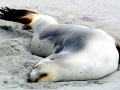 New Zealand Sea Lion