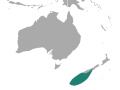 New Zealand Sea Lion