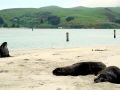 New Zealand Sea Lion