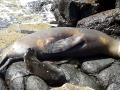 New Zealand Sea Lion