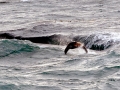 New Zealand Sea Lion