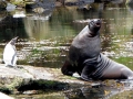 New Zealand Sea Lion