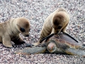 New Zealand Sea Lion