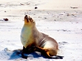 New Zealand Sea Lion