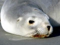 New Zealand Sea Lion