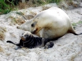 New Zealand Sea Lion