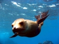 New Zealand Sea Lion