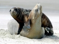 New Zealand Sea Lion
