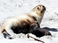 New Zealand Sea Lion