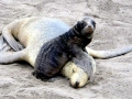New Zealand Sea Lion