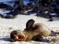 New Zealand Sea Lion