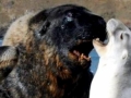 New Zealand Sea Lion