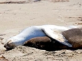 New Zealand Sea Lion