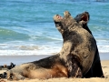 New Zealand Sea Lion