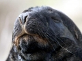 New Zealand Sea Lion