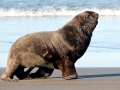 New Zealand Sea Lion