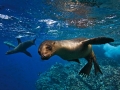 New Zealand Sea Lion