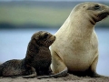 New Zealand Sea Lion
