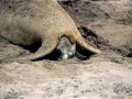 New Zealand Sea Lion
