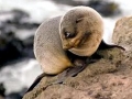 New Zealand Sea Lion
