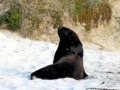 New Zealand Sea Lion