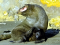 New Zealand Sea Lion