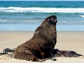 New Zealand Sea Lion