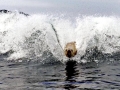 New Zealand Sea Lion