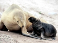 New Zealand Sea Lion