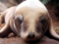 New Zealand Sea Lion