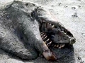 New Zealand Sea Lion