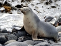New Zealand Sea Lion