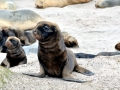 New Zealand Sea Lion
