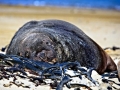 New Zealand Sea Lion