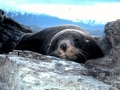 New Zealand Sea Lion
