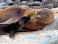 New Zealand Sea Lion