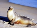 New Zealand Sea Lion