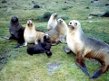 New Zealand Sea Lion