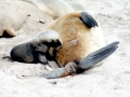 New Zealand Sea Lion