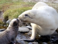 New Zealand Sea Lion
