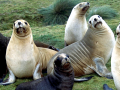 New Zealand Sea Lion