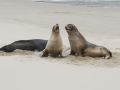 New Zealand Sea Lion