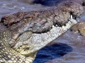 Nile Crocodile