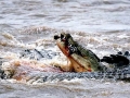 Nile Crocodile