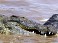Nile Crocodile