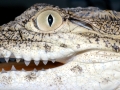 Nile Crocodile