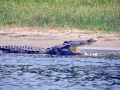 Nile Crocodile