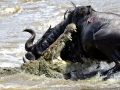 Nile Crocodile
